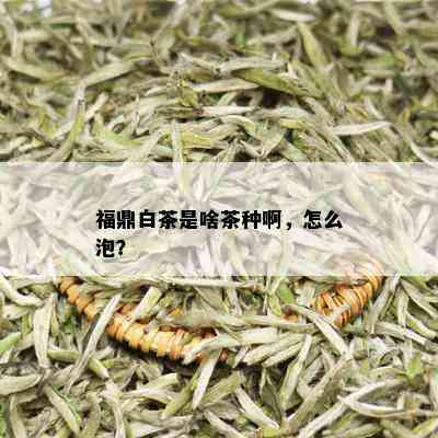 福鼎白茶是啥茶种啊，怎么泡？