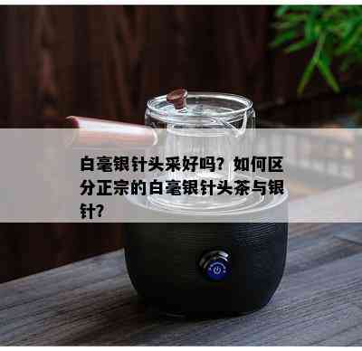 白毫银针头采好吗？如何区分正宗的白毫银针头茶与银针？