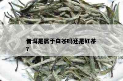 普洱是属于白茶吗还是红茶？