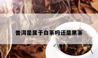 普洱是属于白茶吗还是黑茶