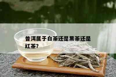 普洱属于白茶还是黑茶还是红茶？