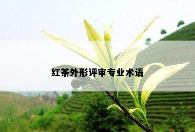 红茶外形评审专业术语