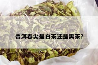 普洱春尖是白茶还是黑茶？