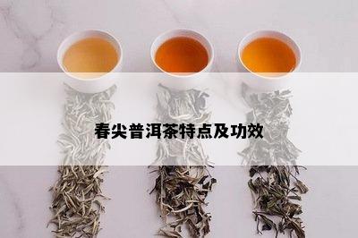 春尖普洱茶特点及功效