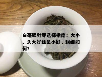 白毫银针芽选择指南：大小、头大好还是小好，粗细如何？