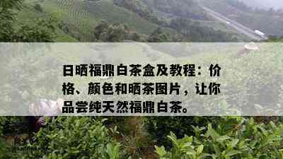 日晒福鼎白茶盒及教程：价格、颜色和晒茶图片，让你品尝纯天然福鼎白茶。