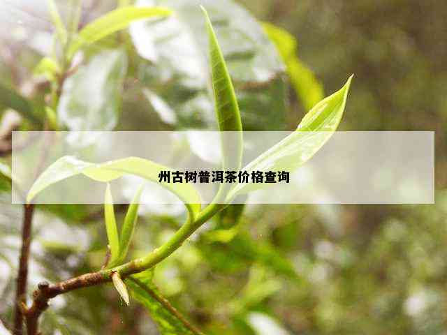 州古树普洱茶价格查询