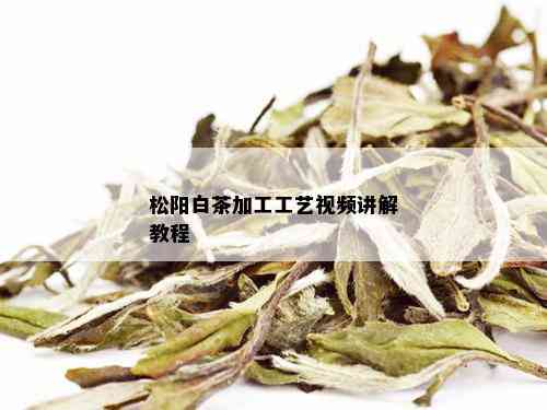 松阳白茶加工工艺视频讲解教程