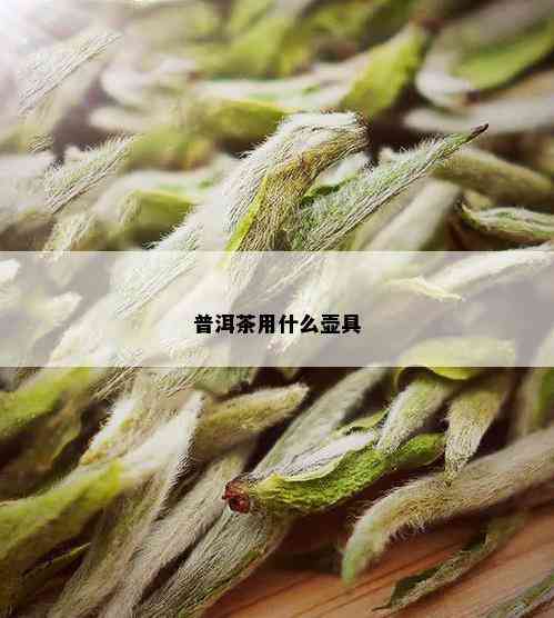 普洱茶用什么壶具