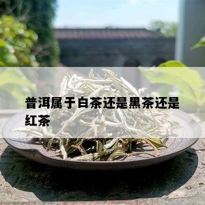 普洱属于白茶还是黑茶还是红茶