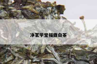 净茗学堂福鼎白茶