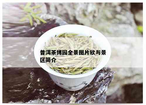 普洱茶博园全景图片欣与景区简介