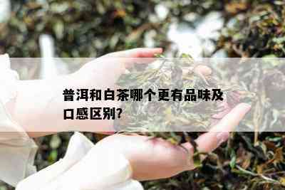 普洱和白茶哪个更有品味及口感区别？