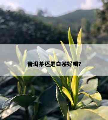 普洱茶还是白茶好喝？