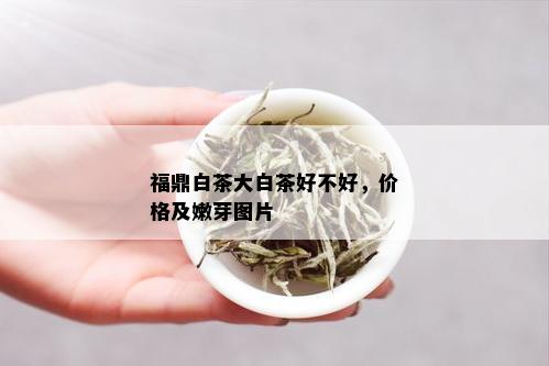 福鼎白茶大白茶好不好，价格及嫩芽图片