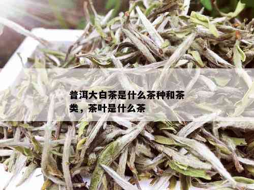 普洱大白茶是什么茶种和茶类，茶叶是什么茶