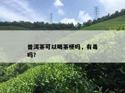 普洱茶可以喝茶梗吗，有吗？