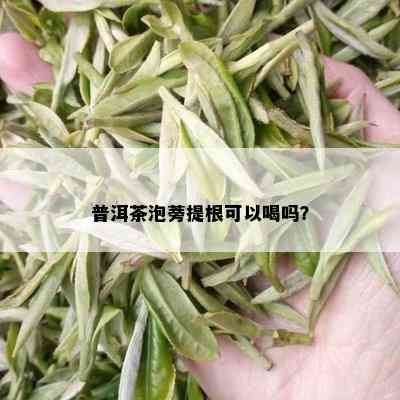 普洱茶泡蒡提根可以喝吗？