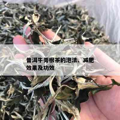 普洱牛蒡根茶的泡法、减肥效果及功效