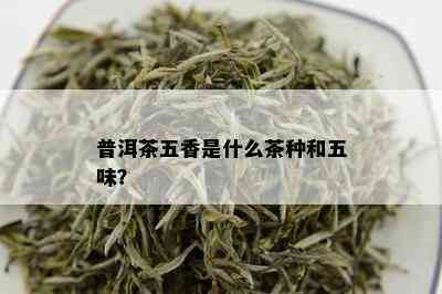 普洱茶五香是什么茶种和五味？