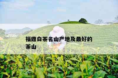 福鼎白茶名山产地及更好的茶山