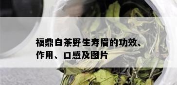 福鼎白茶野生寿眉的功效、作用、口感及图片