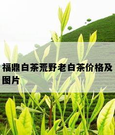 福鼎白茶荒野老白茶价格及图片