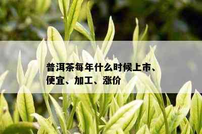 普洱茶每年什么时候上市、便宜、加工、涨价