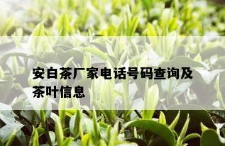 安白茶厂家电话号码查询及茶叶信息