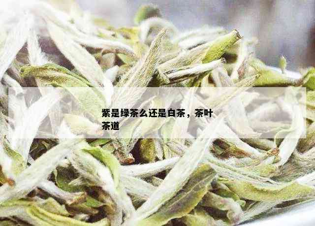 紫是绿茶么还是白茶，茶叶茶道