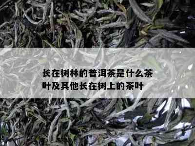 长在树林的普洱茶是什么茶叶及其他长在树上的茶叶