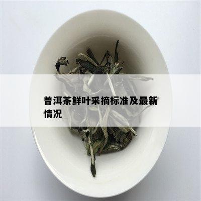 普洱茶鲜叶采摘标准及最新情况