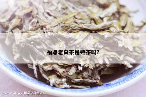 福鼎老白茶是熟茶吗？