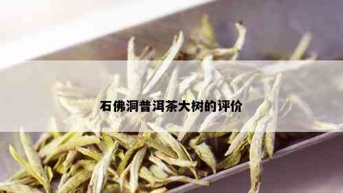 石佛洞普洱茶大树的评价