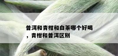 普洱和青柑和白茶哪个好喝，青柑和普洱区别