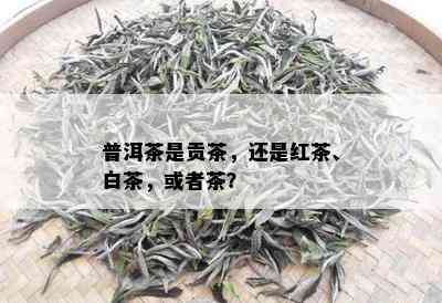 普洱茶是贡茶，还是红茶、白茶，或者茶？