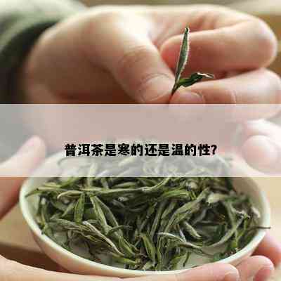 普洱茶是寒的还是温的性？