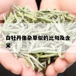 白牡丹像杂草似的比句及含义