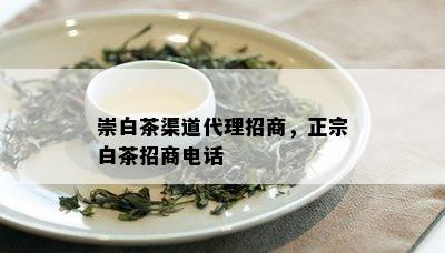 崇白茶渠道代理招商，正宗白茶招商电话