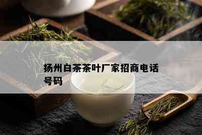 扬州白茶茶叶厂家招商电话号码