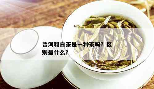 普洱和白茶是一种茶吗？区别是什么？