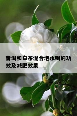 普洱和白茶混合泡水喝的功效及减肥效果