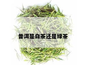 普洱是白茶还是绿茶