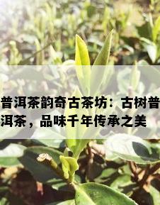 普洱茶韵奇古茶坊：古树普洱茶，品味千年传承之美