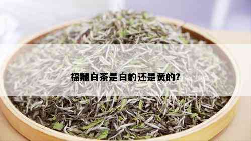 福鼎白茶是白的还是黄的？