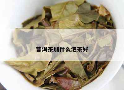 普洱茶加什么泡茶好