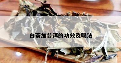 白茶加普洱的功效及喝法