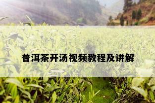 普洱茶开汤视频教程及讲解