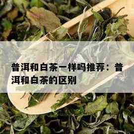 普洱和白茶一样吗推荐：普洱和白茶的区别