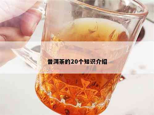 普洱茶的20个知识介绍